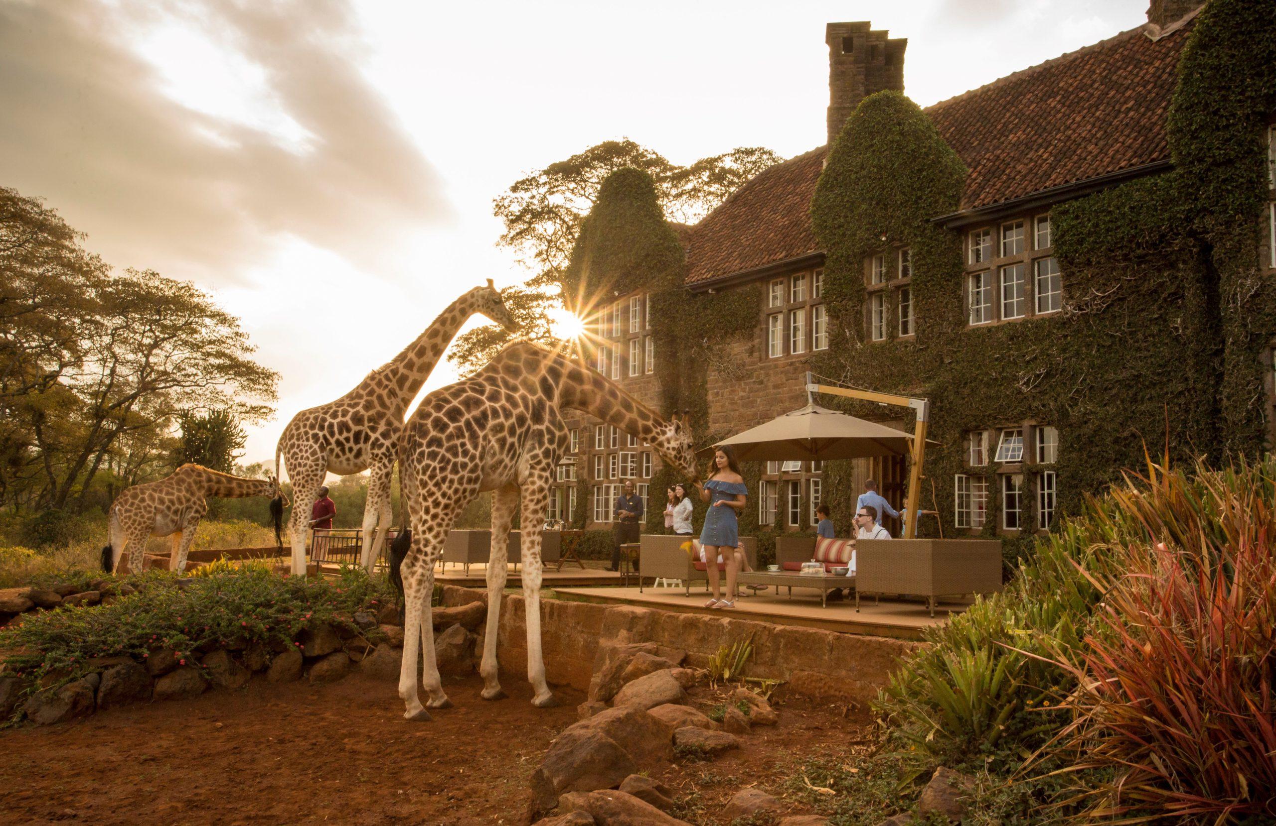 1 Night Of Wonder - Discovering The Magic Of Giraffe Manor