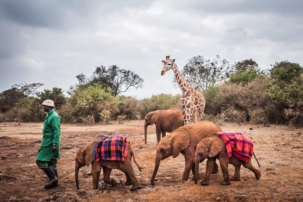 Half Day Trip To The David Sheldrick Elephant Orphanage And Giraffe Center!. 