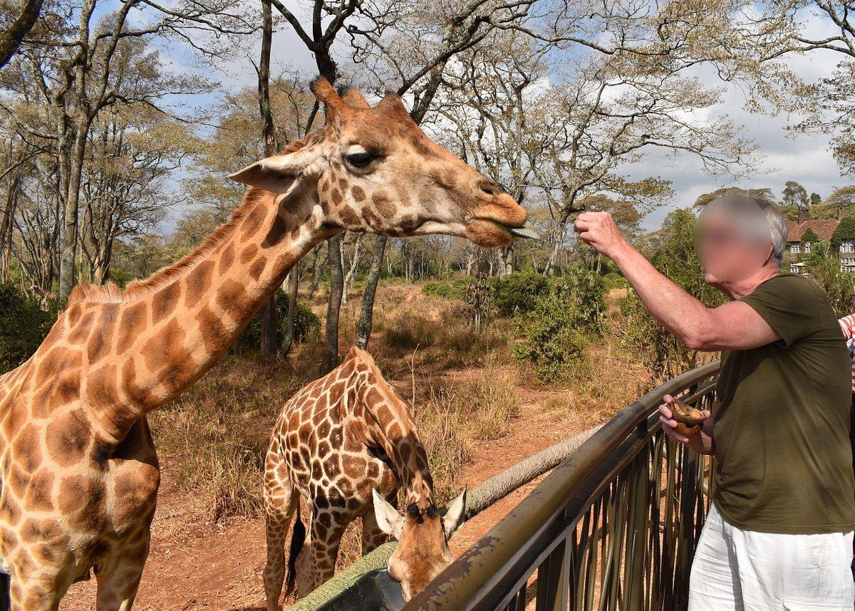 Half Day Trip To The David Sheldrick Elephant Orphanage And Giraffe Center!. 