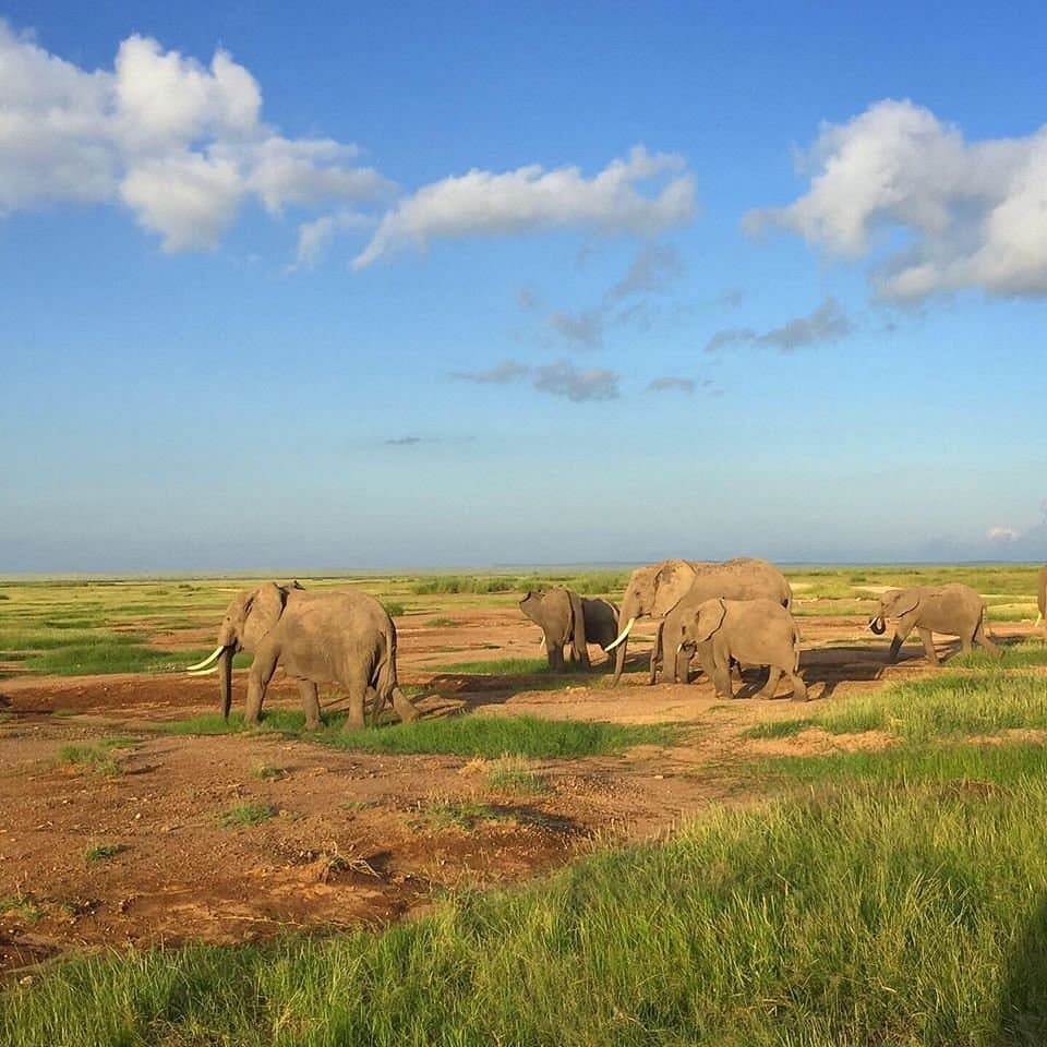 Full-Day Adventure: Exploring Amboseli National Park.