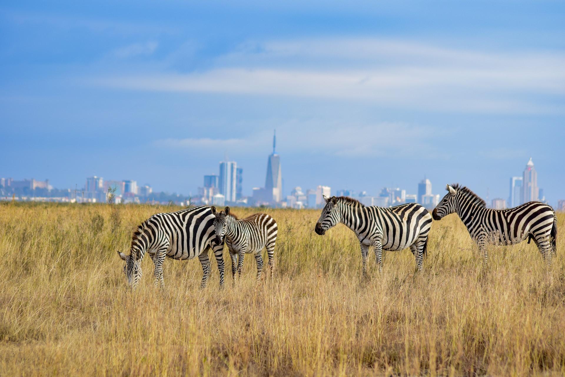 Half Day Nairobi National Park Tour: Exploring Wildlife In The City