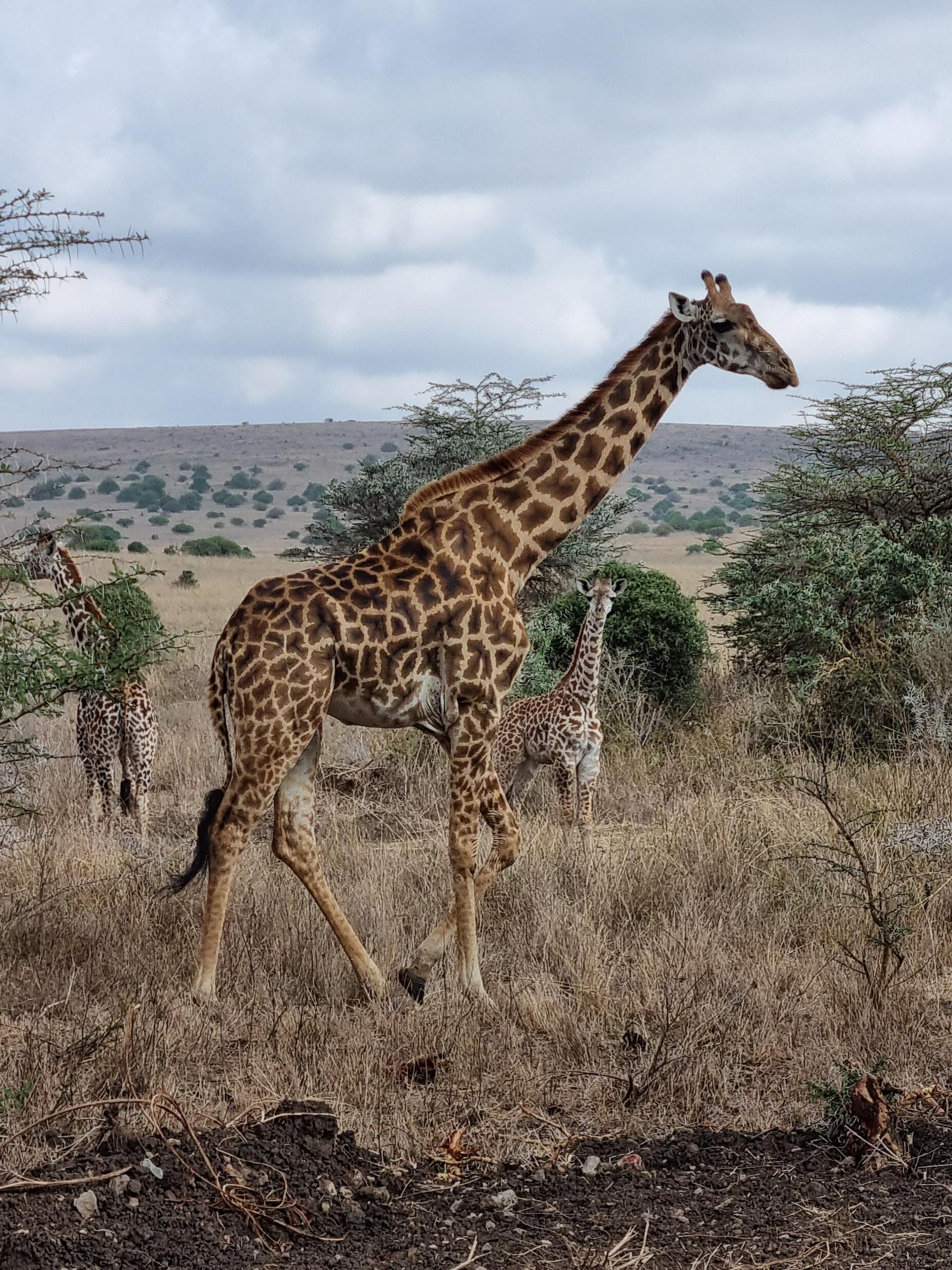 Half Day Nairobi National Park Tour: Exploring Wildlife In The City