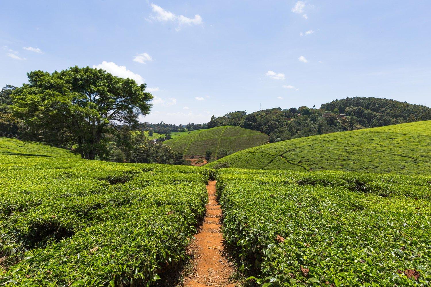 1 Day Excursion: Nairobi To Kiambethu Tea Farm Tour