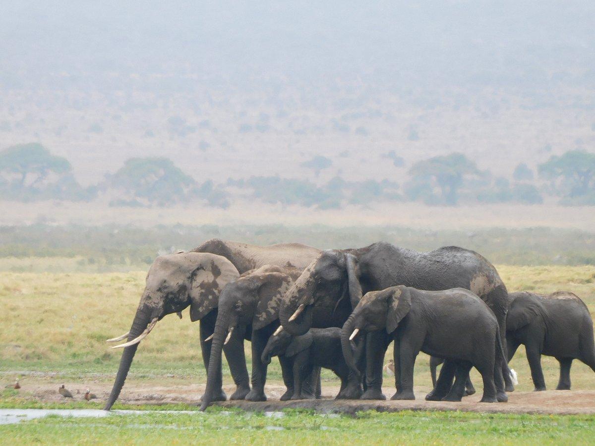 5 Days Of Wild Fun: Amboseli & Two Tsavo Parks In Kenya